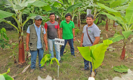 Productores agroforestales de Bolivia y Perú intercambian experiencias