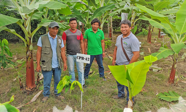 Productores agroforestales de Bolivia y Perú intercambian experiencias