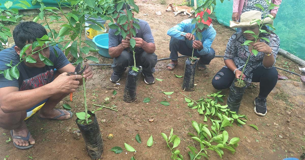 CIPCA capacita a productores de Piura